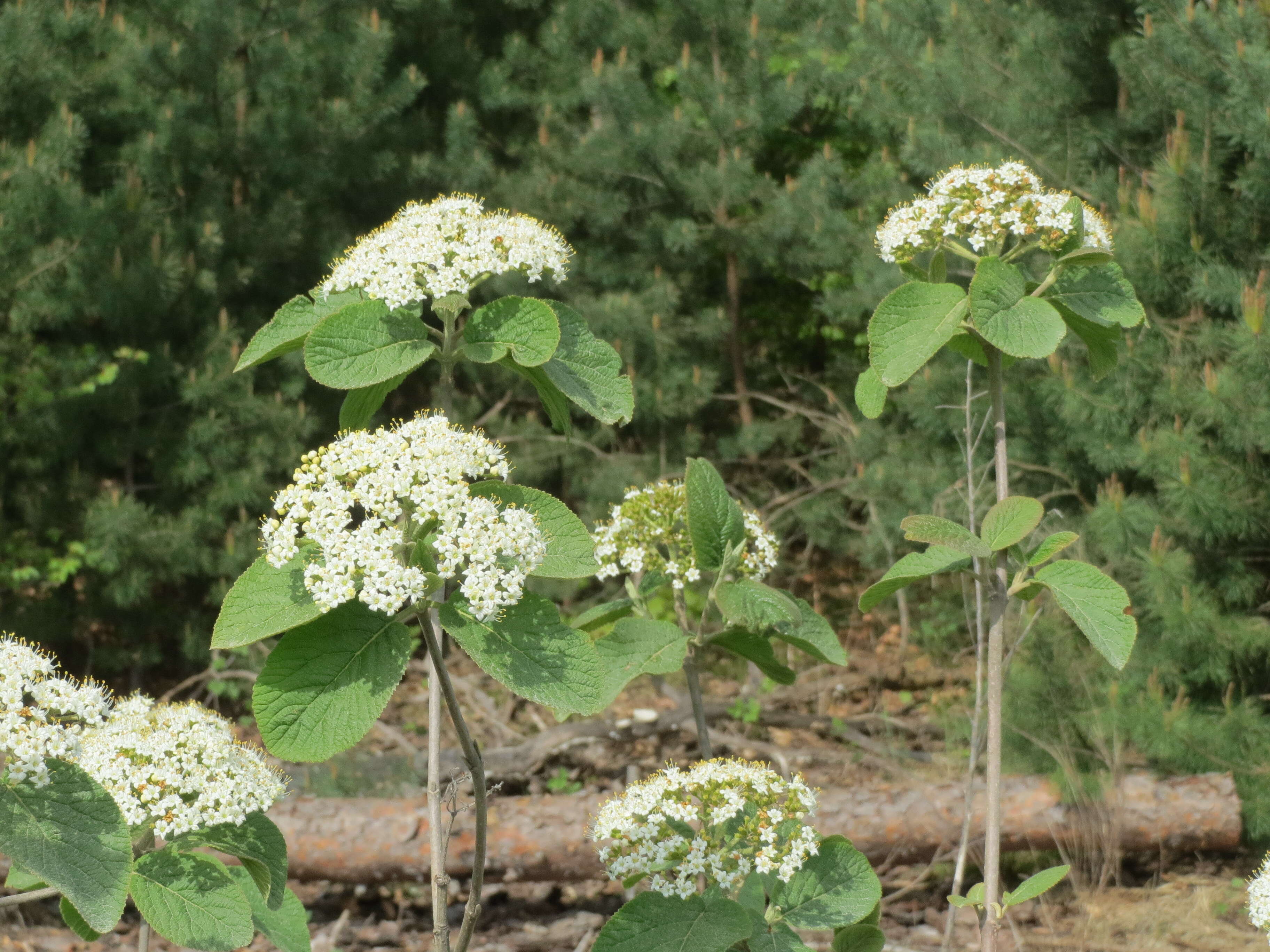 Image of Wayfaring-tree