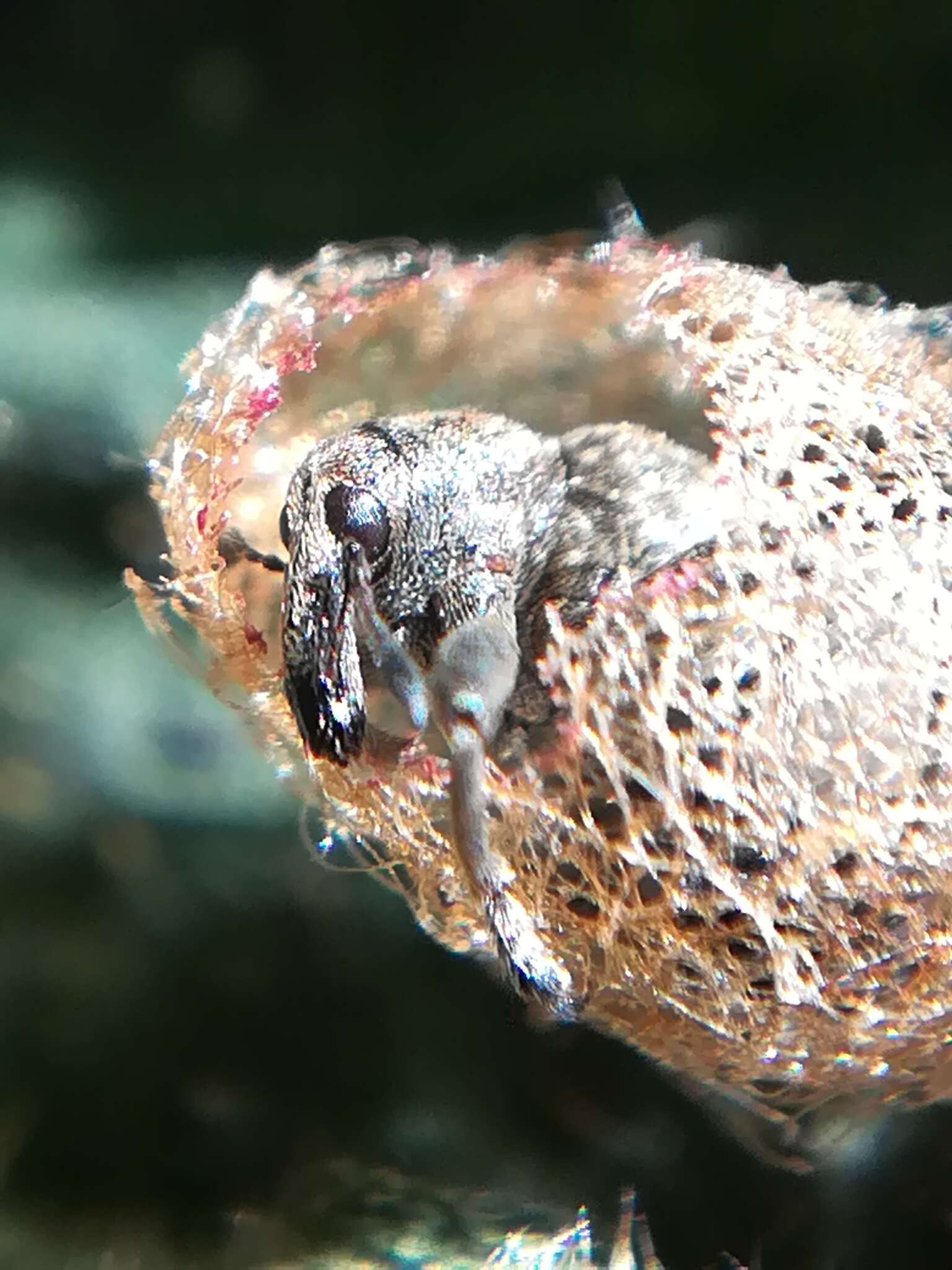 Image of Dock Hyper Weevil