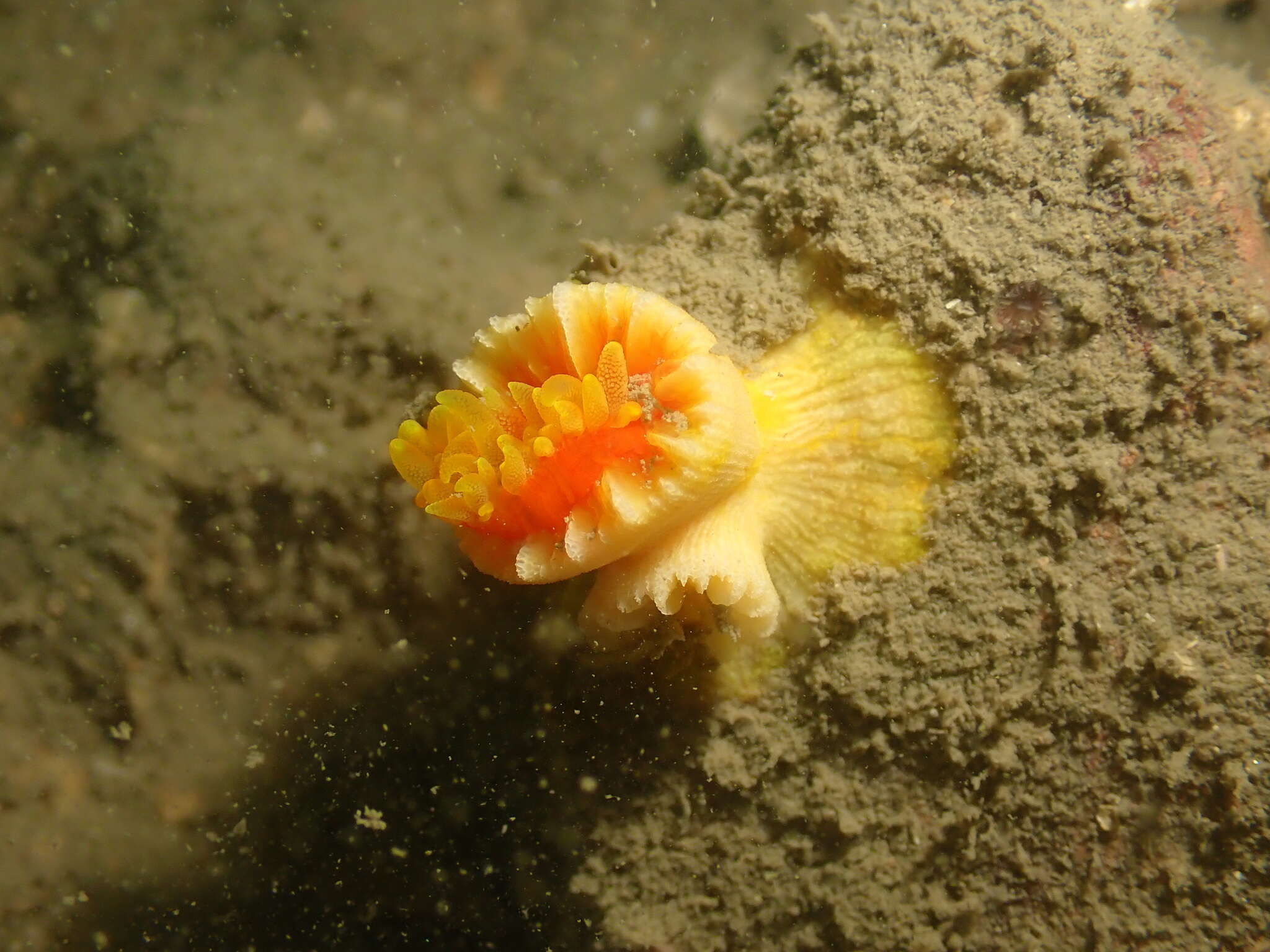 Image of Tubastraea megacorallita Yiu, Chung & Qiu 2021