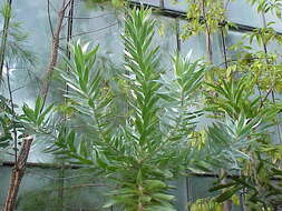 Image of Silver tree