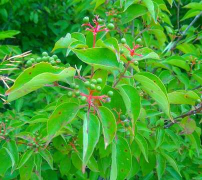 Image of roughleaf dogwood