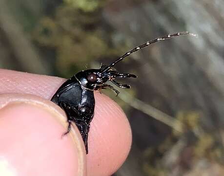 Image of Carabus (Carabus) goryi Dejean 1831