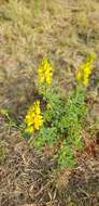 Image of Crotalaria magaliesbergensis