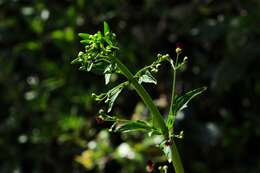 Image of California bee plant