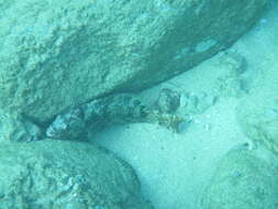 Image of Bucktooth Parrotfish