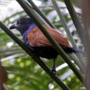 Image of Short-toed coucal