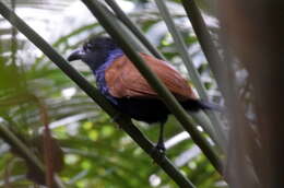 Image of Short-toed coucal