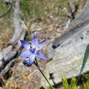 Image of Shy sun orchid