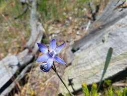 صورة Thelymitra graminea Lindl.