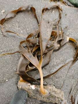 Image of Laminaria yezoensis