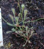 صورة Drosera nidiformis Debbert