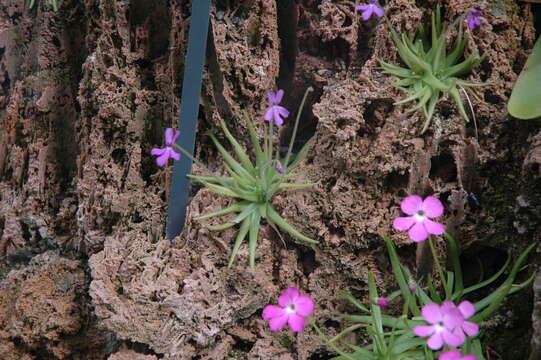 Image of Pinguicula gypsicola T. S. Brandeg.