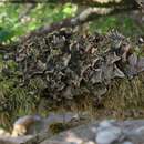 Image of British felt lichen