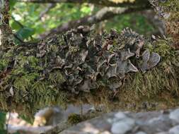 Image of British felt lichen