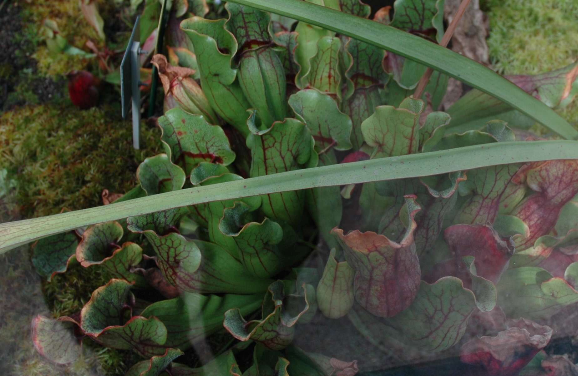 Image of purple pitcherplant