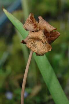 Image of purple pitcherplant