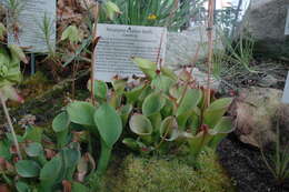 Image of Heliamphora nutans Benth.