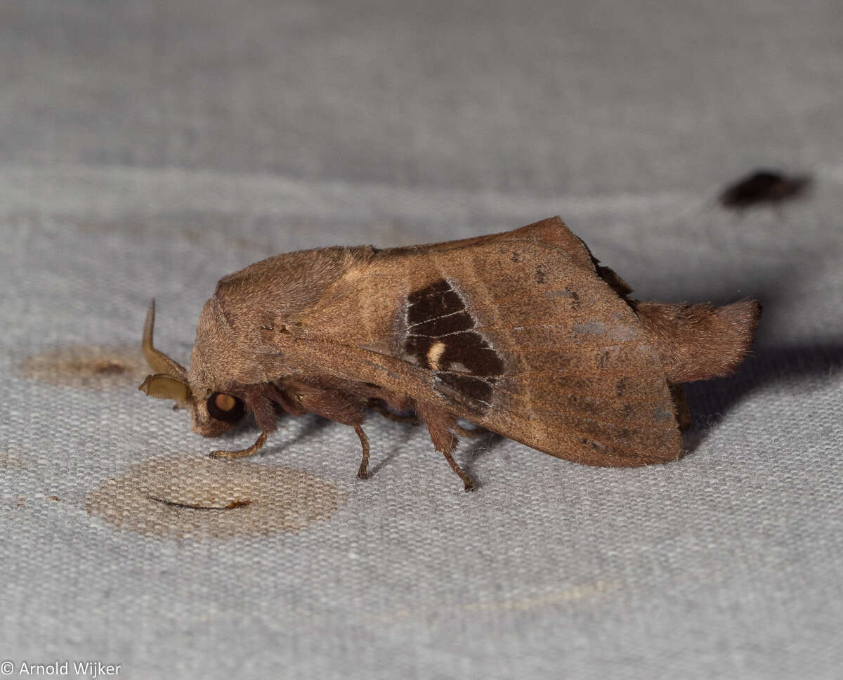 Image of Metanastria gemella De Lajonquière 1979