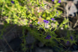 Image of Stemodia viscosa Roxb.