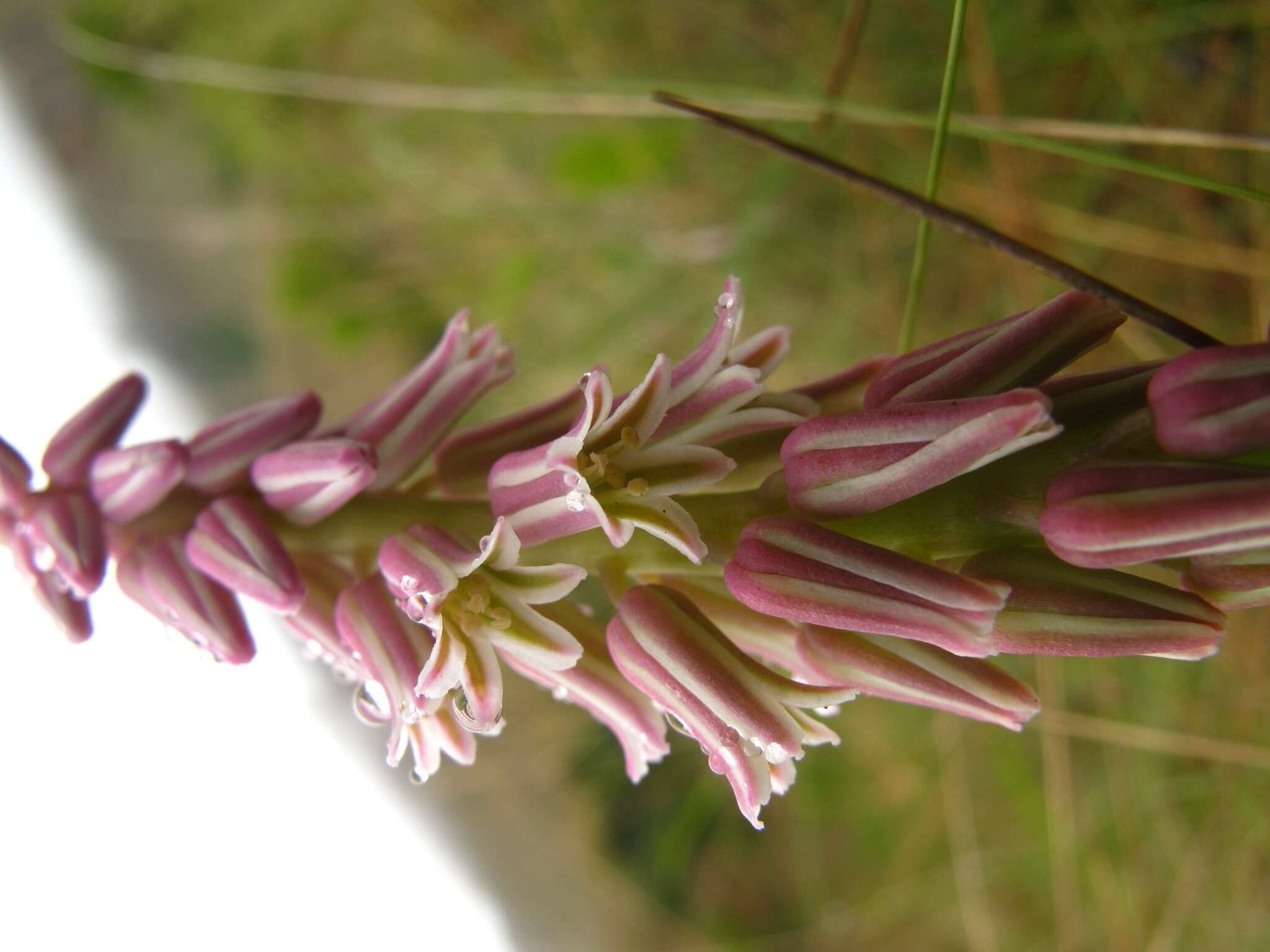 Imagem de Resnova pilosa van der Merwe