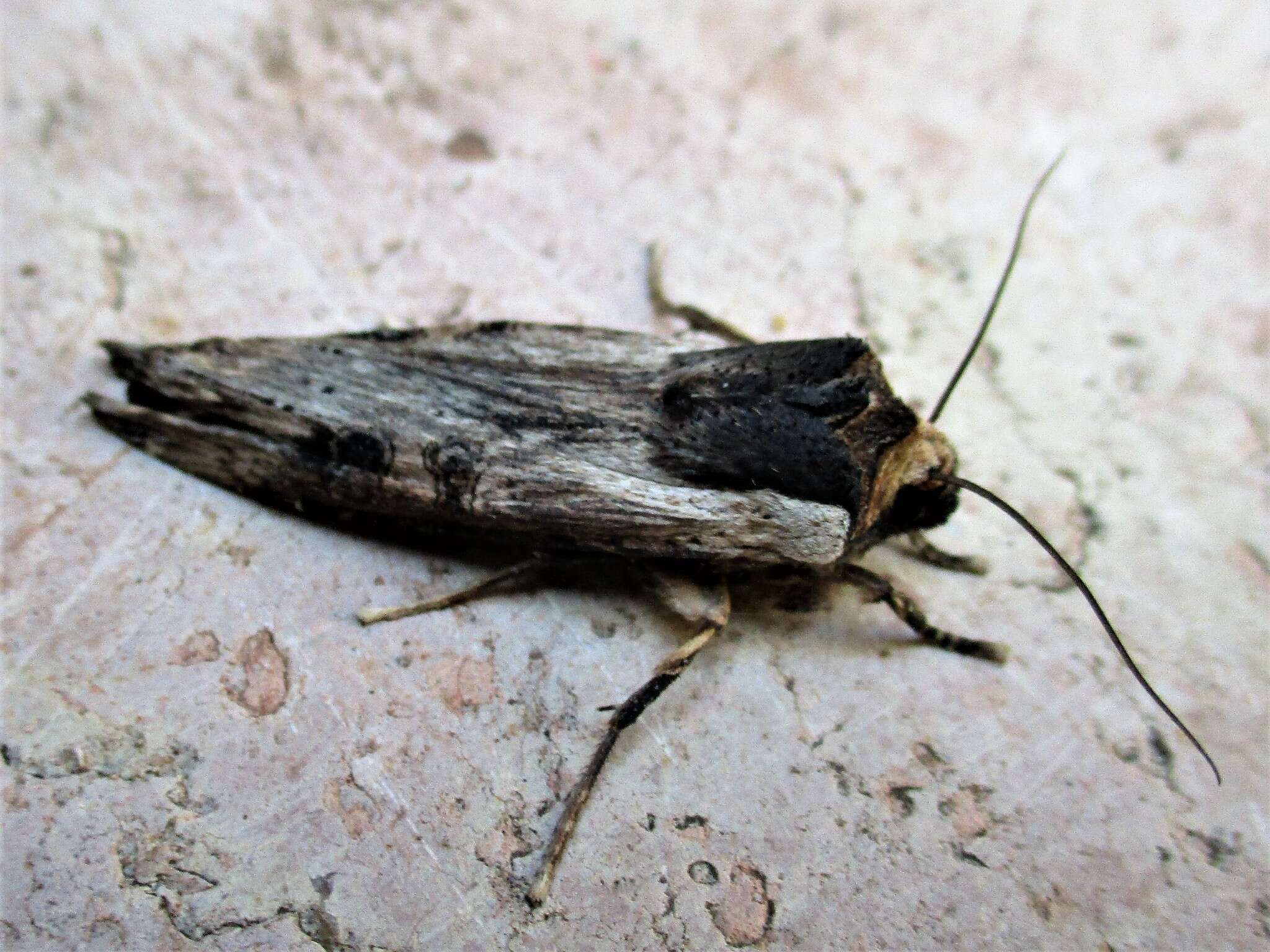 Image of Sword-grass moth