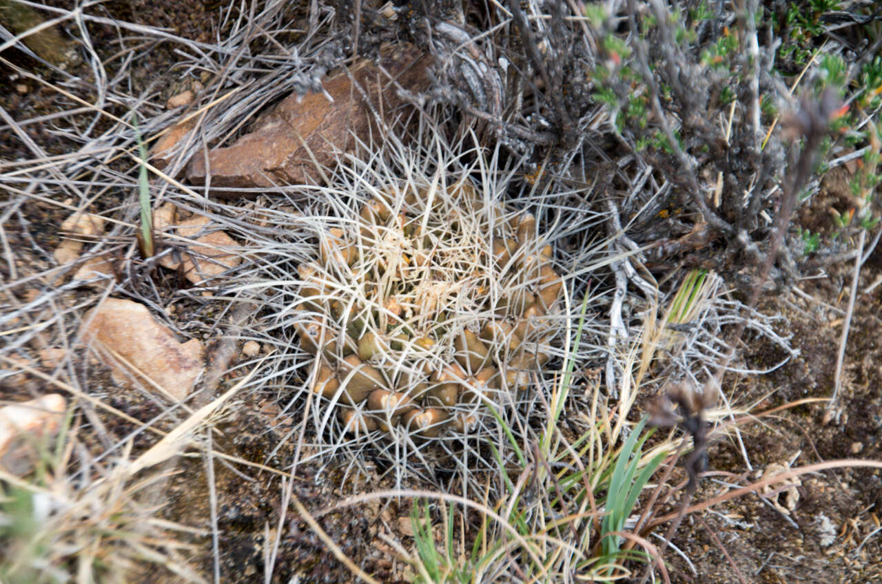 Image of Neowerdermannia vorwerkii Fric