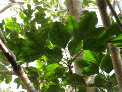 Image of Dendropanax trifidus (Thunb.) Makino ex H. Hara