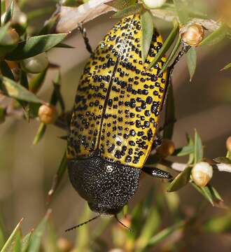 Image of Stigmodera macularia (Donovan 1805)