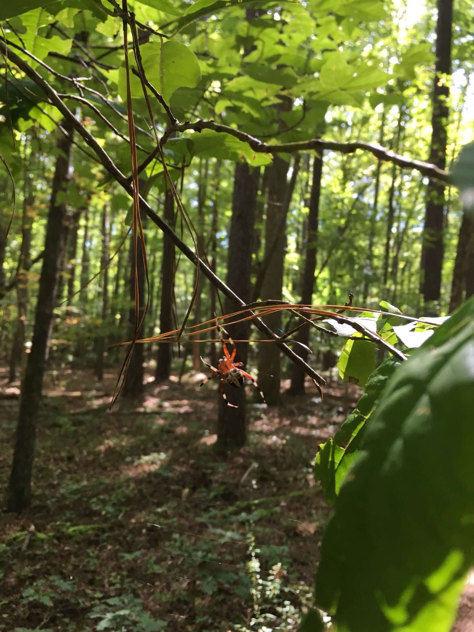 Image of Spotted Orbweaver