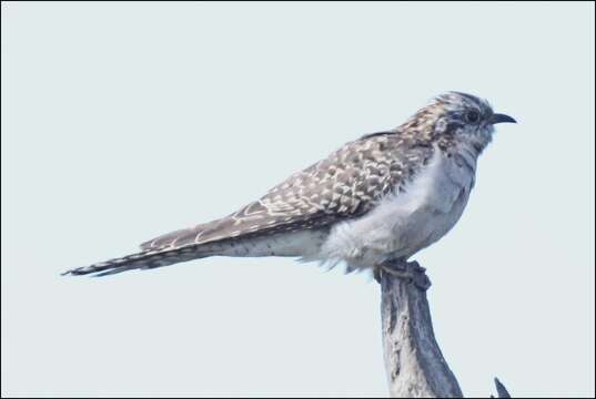 Image of Pallid Cuckoo