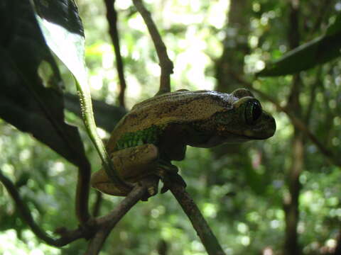 Leptopelis vermiculatus (Boulenger 1909)的圖片