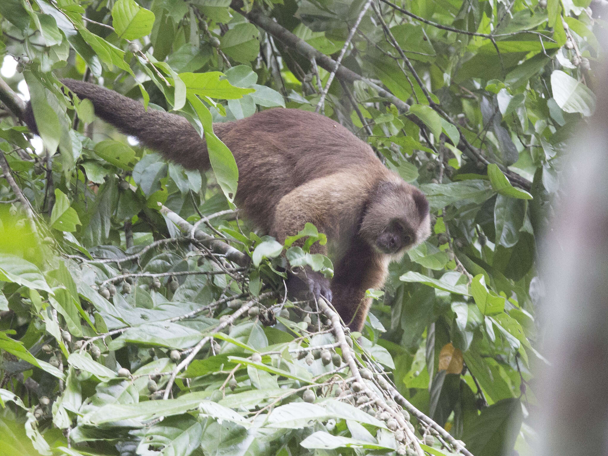 Image of Brown weeper capuchin