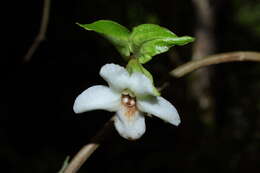 Image of largeflower cyrtandra