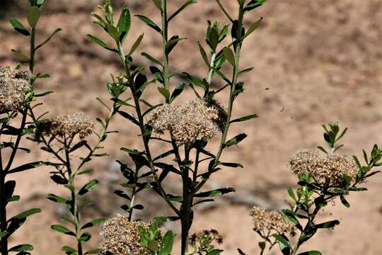 Image of Ozothamnus cuneifolius (Benth.) A. A. Anderberg