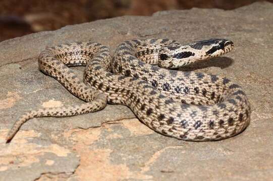 Image of East-Four-lined Ratsnake