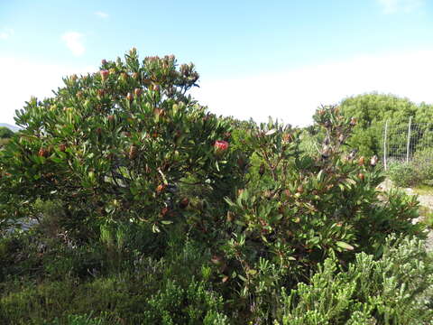 Plancia ëd Protea obtusifolia Buek ex Meissn.