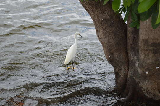 Image of Snowy Egret