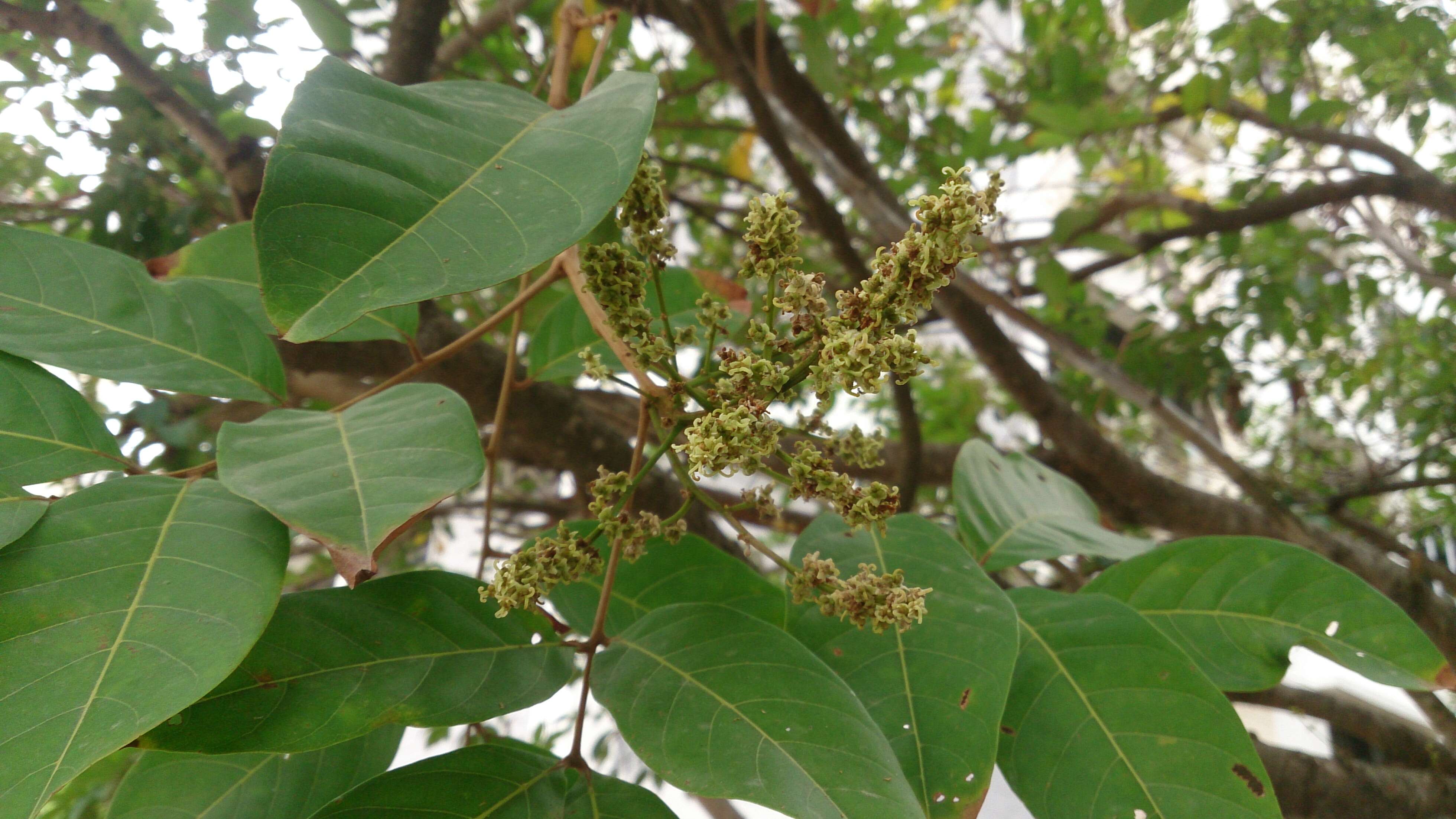 Image of rambutan