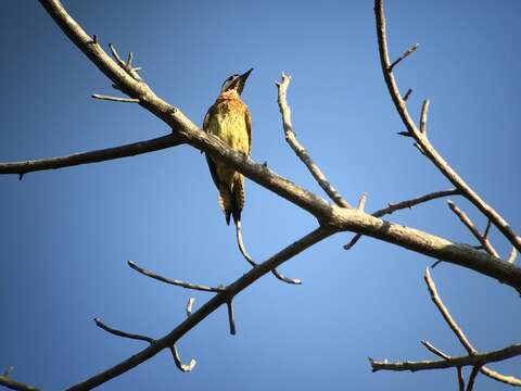 Image of Spot-breasted Woodpecker