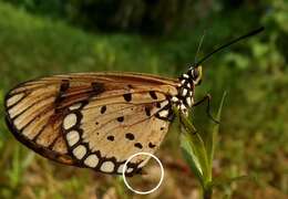 Image of Acraea terpsicore