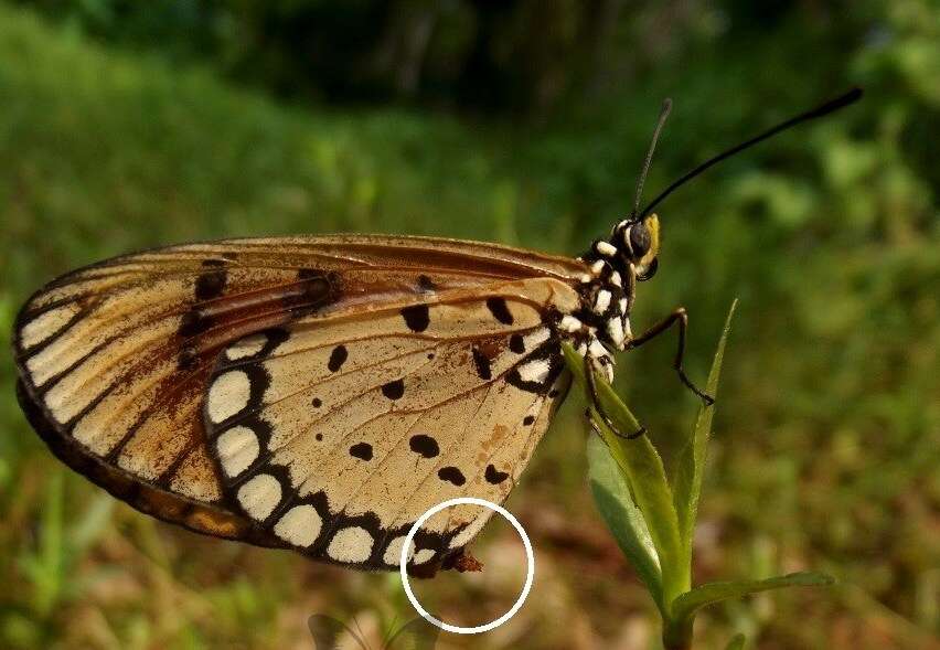 Image of Acraea terpsicore