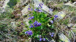 Primula latifolia subsp. graveolens (Hegetschw.) Rouy resmi