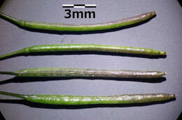 Image of Mouse-ear Cress