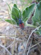 Sivun Tetraopes discoideus Le Conte 1858 kuva