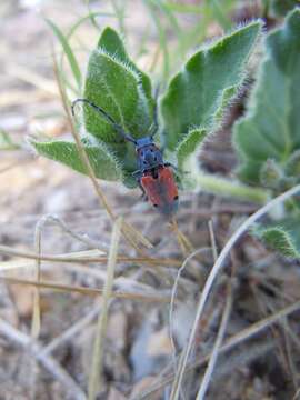 Image of Tetraopes discoideus Le Conte 1858