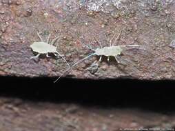 Image of Aphid