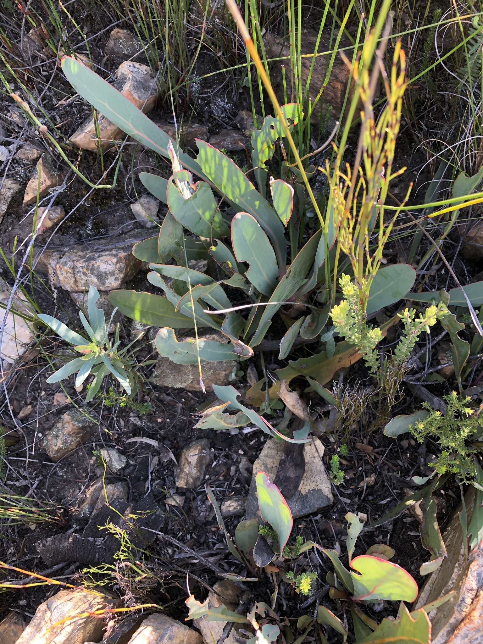 Image of Protea vogtsiae Rourke