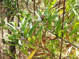 Image of Globularia salicina Lam.