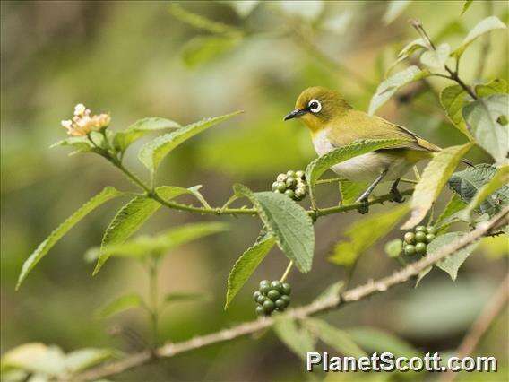 صورة Zosterops maderaspatanus (Linnaeus 1766)