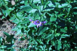 صورة Solanum xanti var. hoffmannii Munz